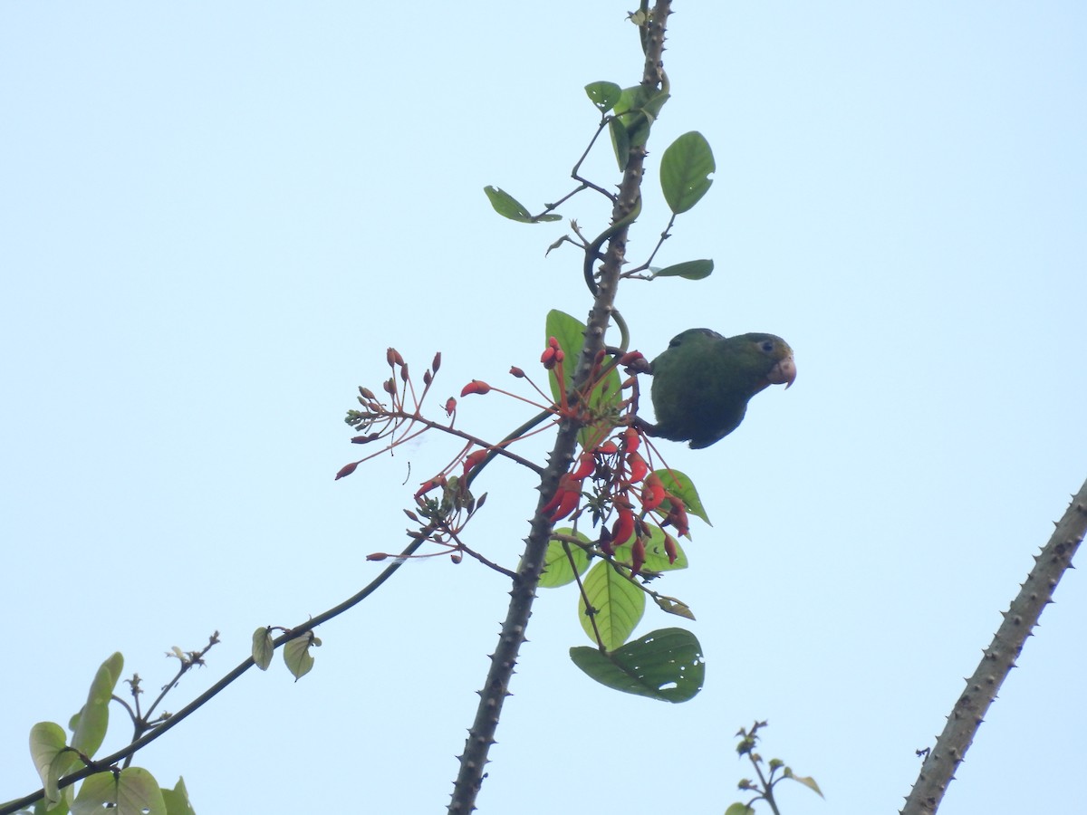 Cobalt-winged Parakeet - ML623712366