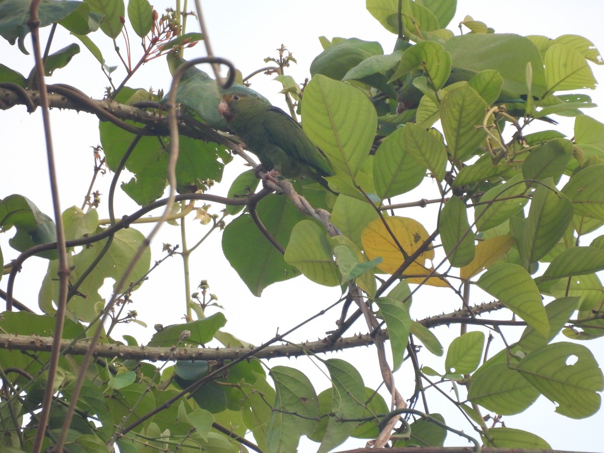 Cobalt-winged Parakeet - ML623712367