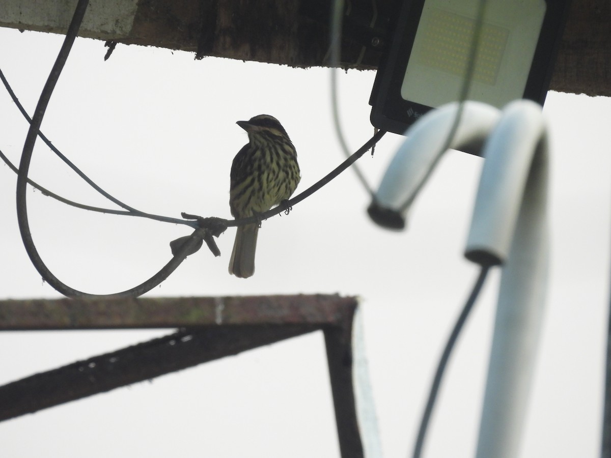 Streaked Flycatcher - Bev Agler