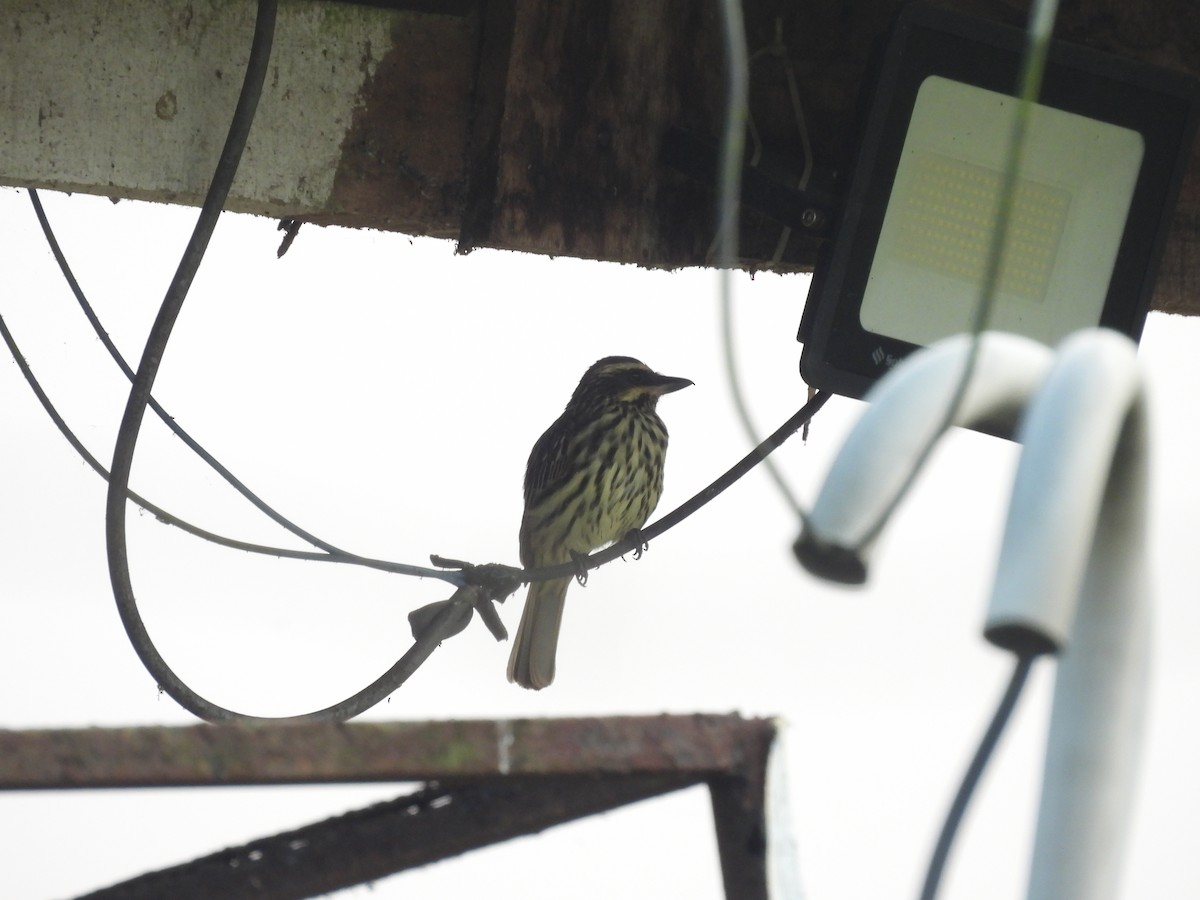 Streaked Flycatcher - ML623712376