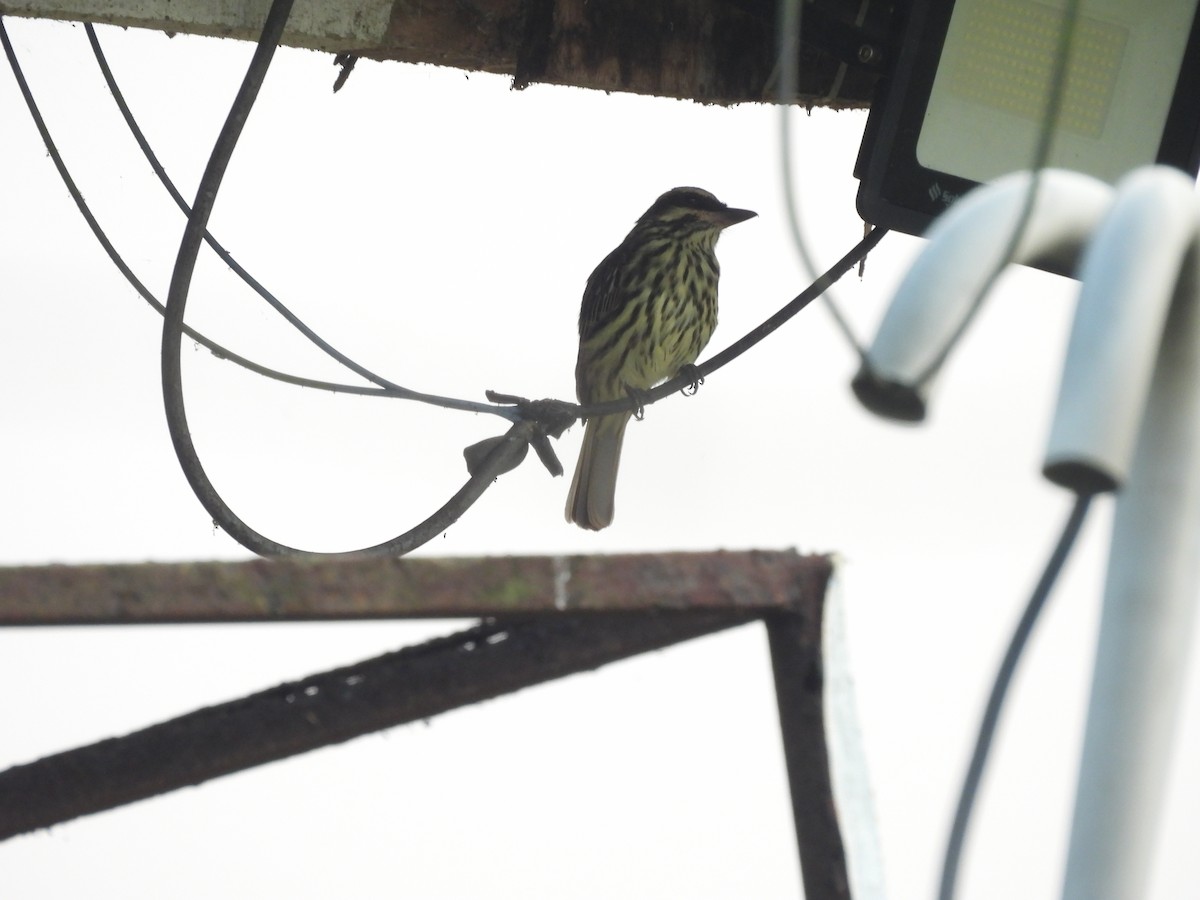 Streaked Flycatcher - ML623712377