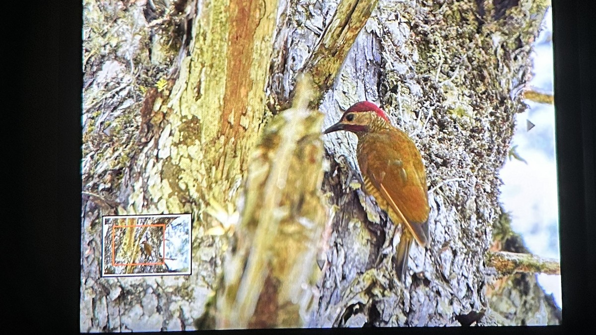 Golden-olive Woodpecker - ML623712380