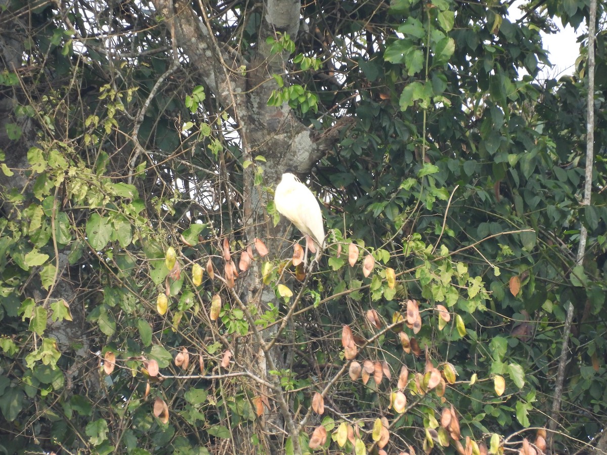 Capped Heron - ML623712393