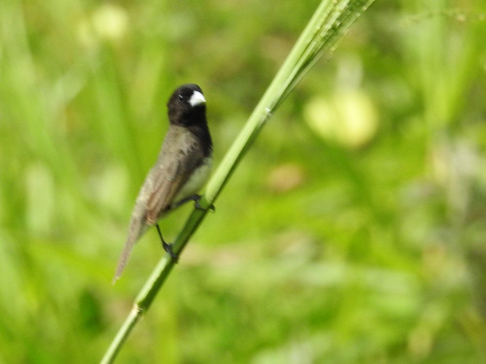 Yellow-bellied Seedeater - ML623712401