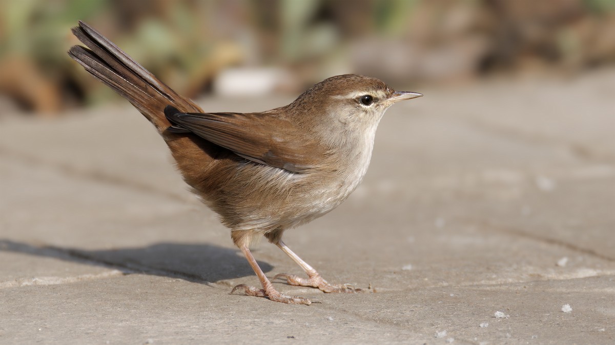 Cetti's Warbler - ML623712500