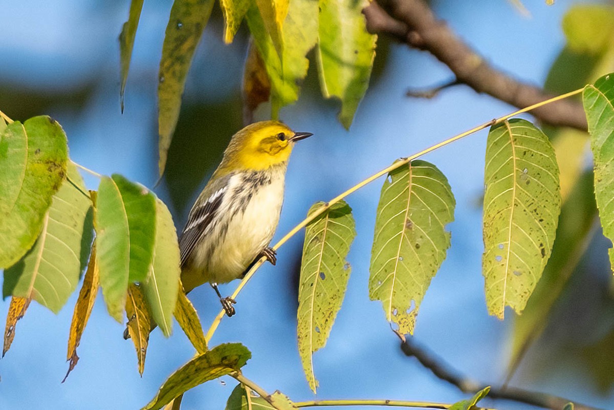 Black-throated Green Warbler - ML623712544