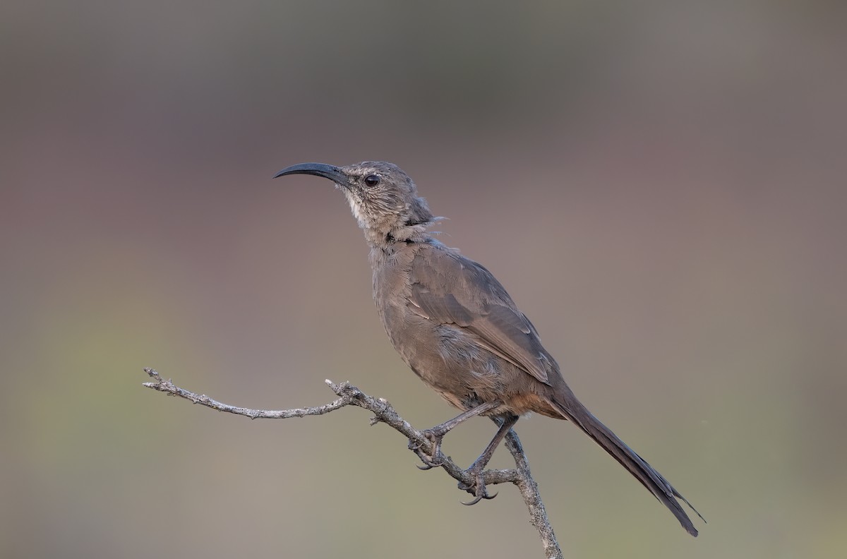 California Thrasher - ML623712546