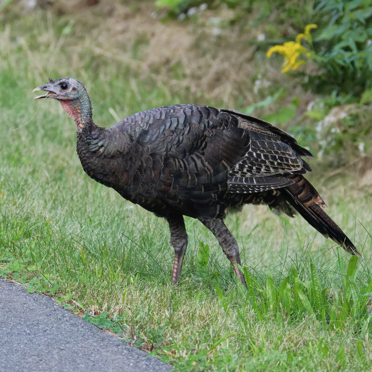 Wild Turkey - ML623712565