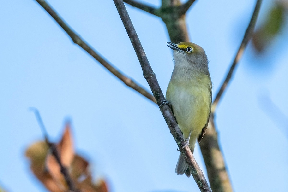 White-eyed Vireo - ML623712574