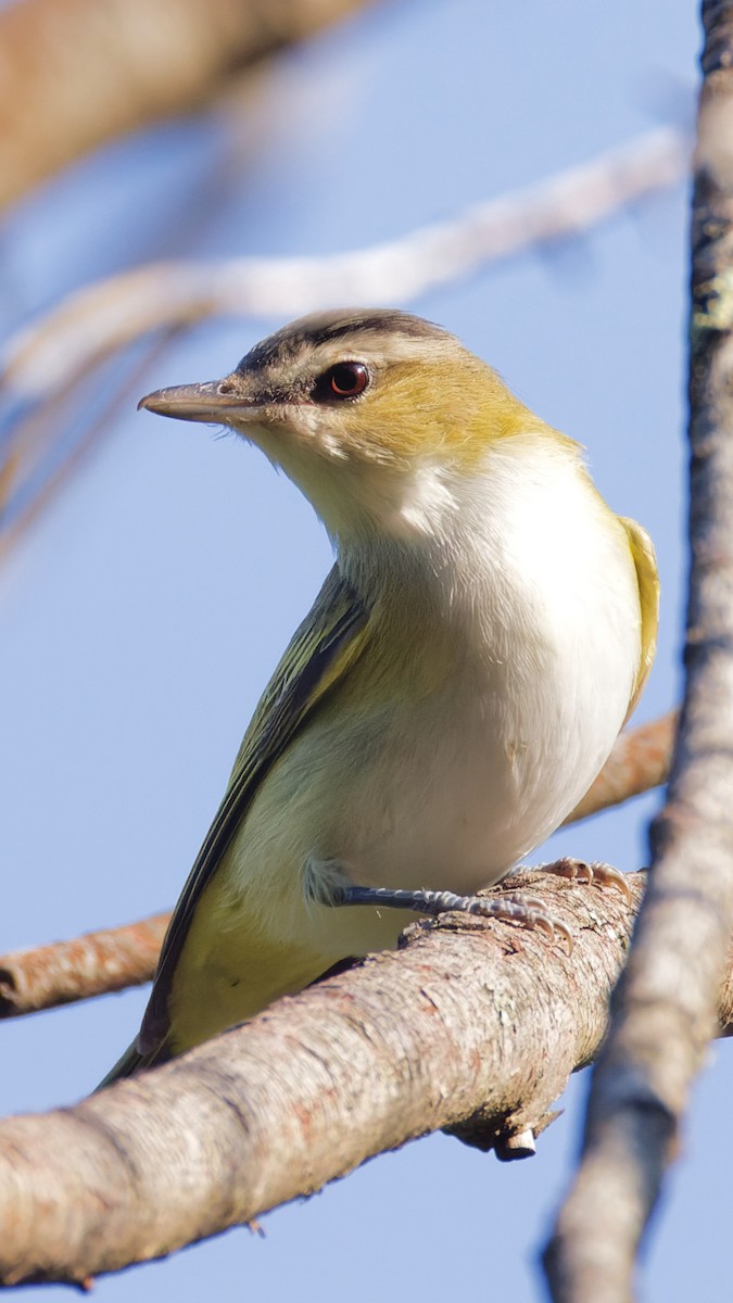 Red-eyed Vireo - ML623712584