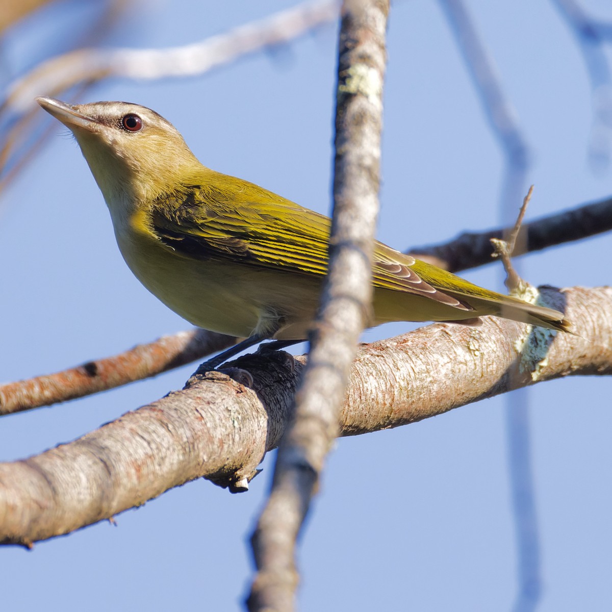 Red-eyed Vireo - ML623712585
