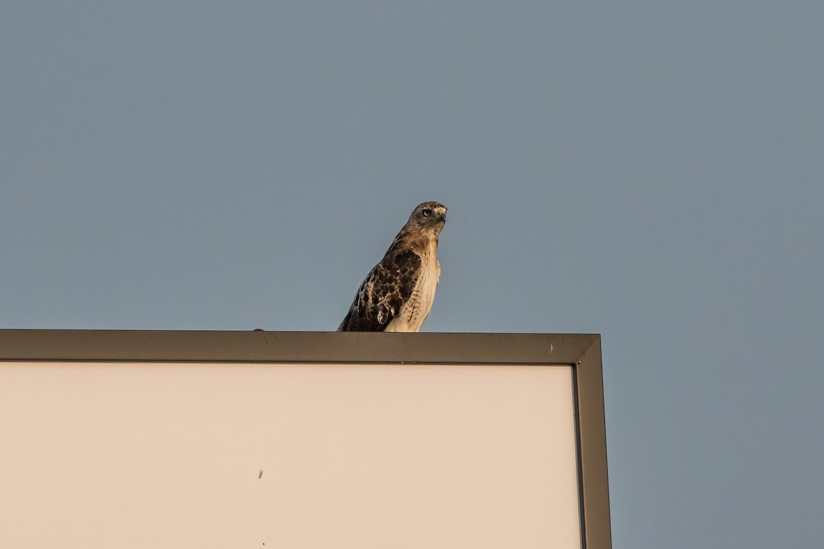 Red-tailed Hawk - ML623712589