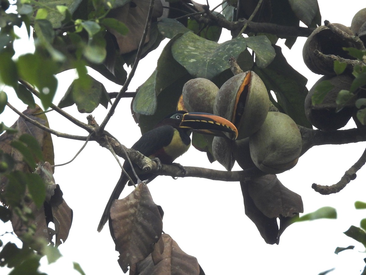 Chestnut-eared Aracari - ML623712597