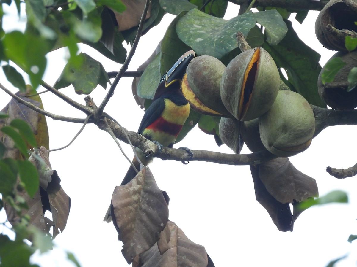 Chestnut-eared Aracari - ML623712598