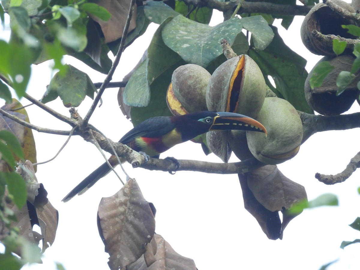 Chestnut-eared Aracari - ML623712599