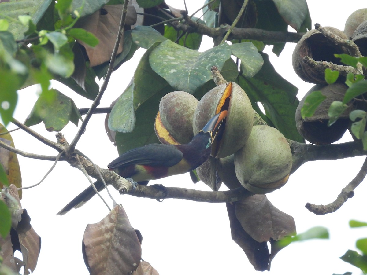 Chestnut-eared Aracari - ML623712600