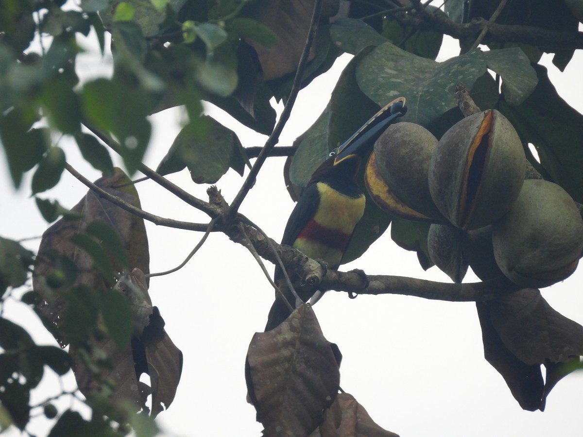 Chestnut-eared Aracari - ML623712601