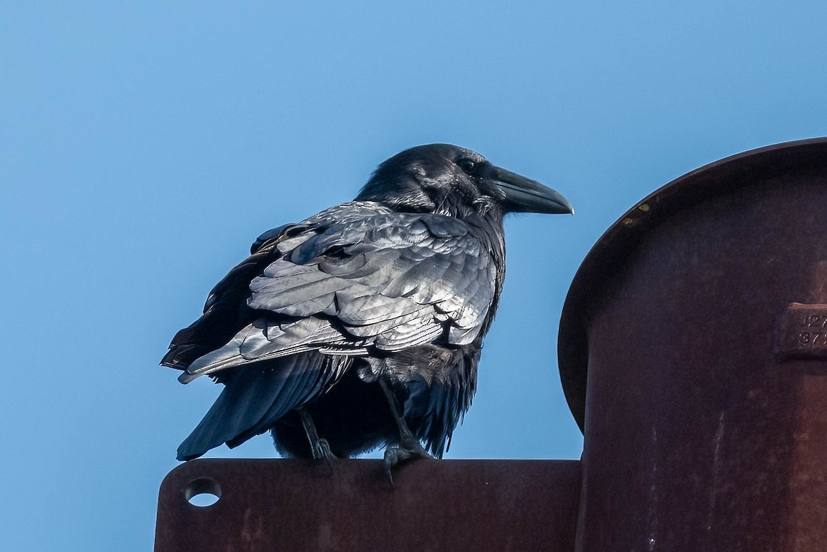 Common Raven - ML623712619