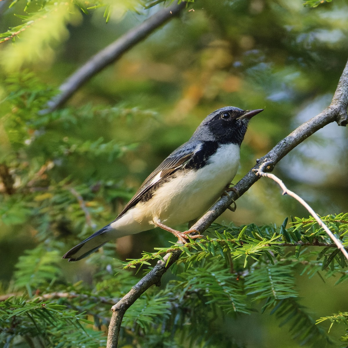 Black-throated Blue Warbler - ML623712630