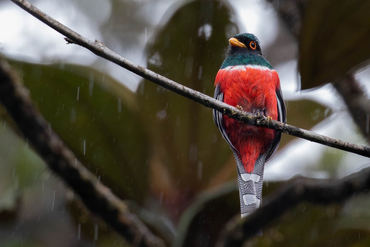 Trogon masqué - ML623712647