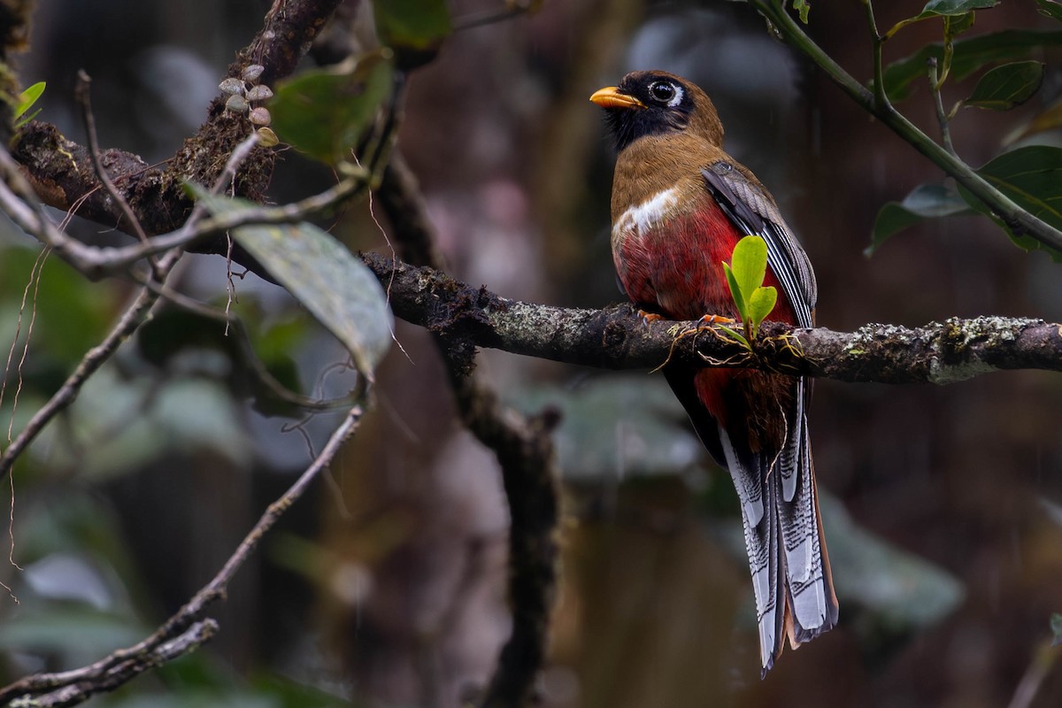 Trogon masqué - ML623712648