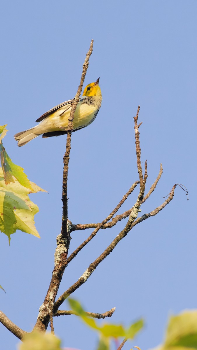 Black-throated Green Warbler - ML623712683