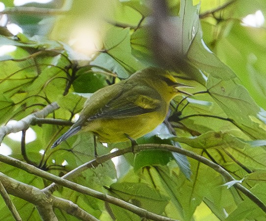 Blue-winged Warbler - ML623712701