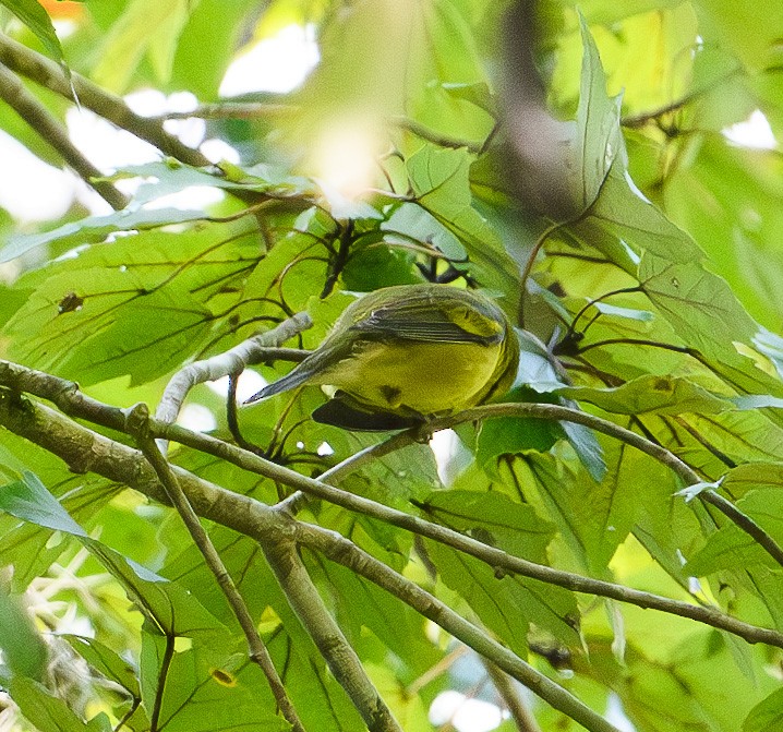 Blue-winged Warbler - ML623712702