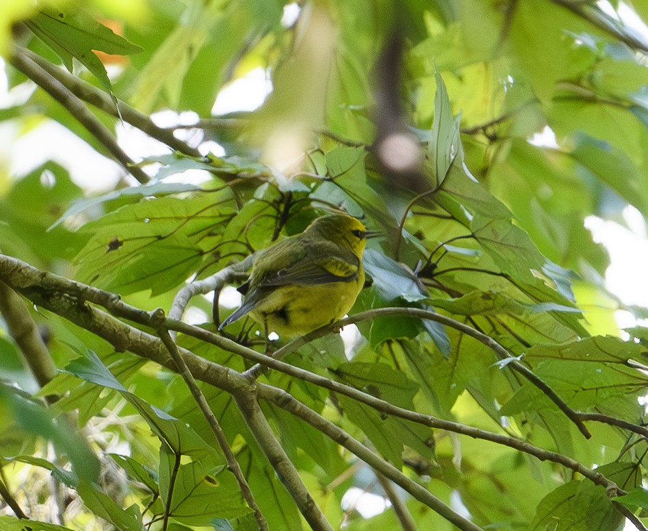 Blue-winged Warbler - ML623712703