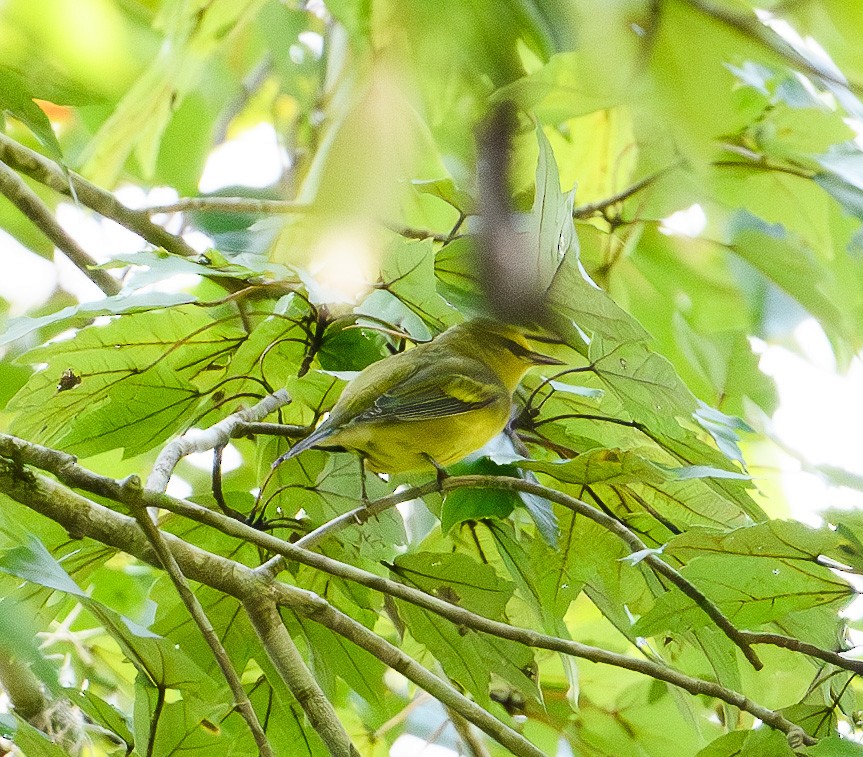 Blue-winged Warbler - ML623712704