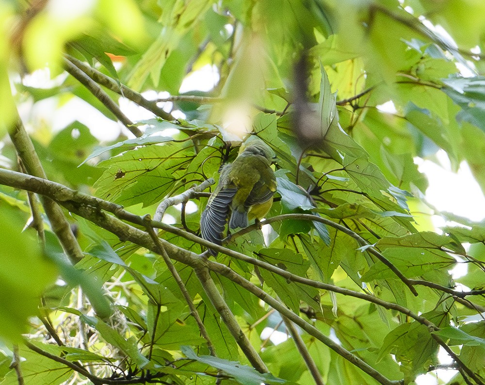 Blue-winged Warbler - ML623712705