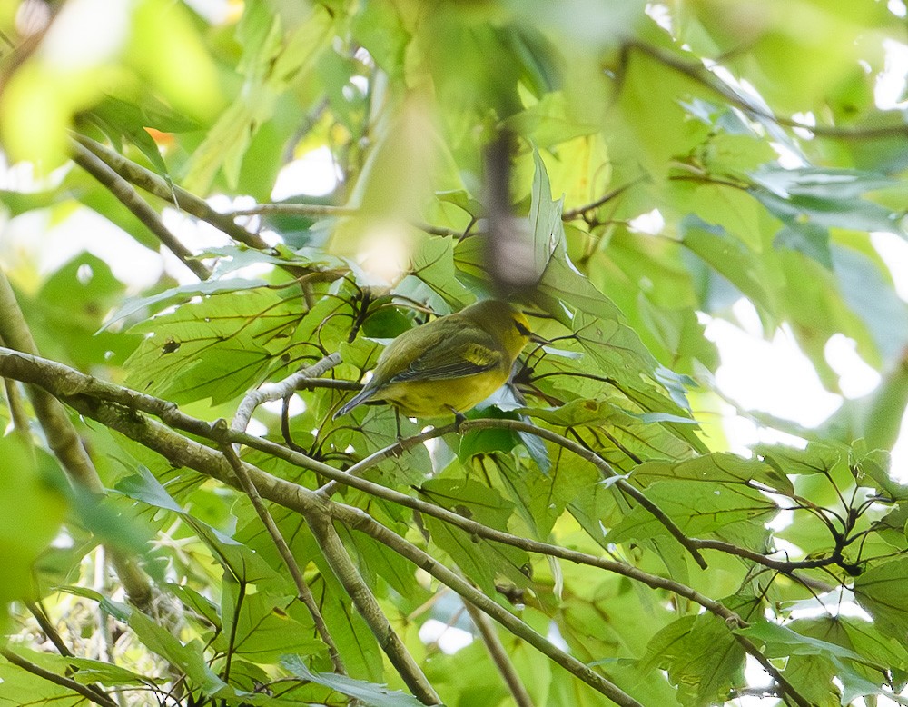 Blue-winged Warbler - ML623712706