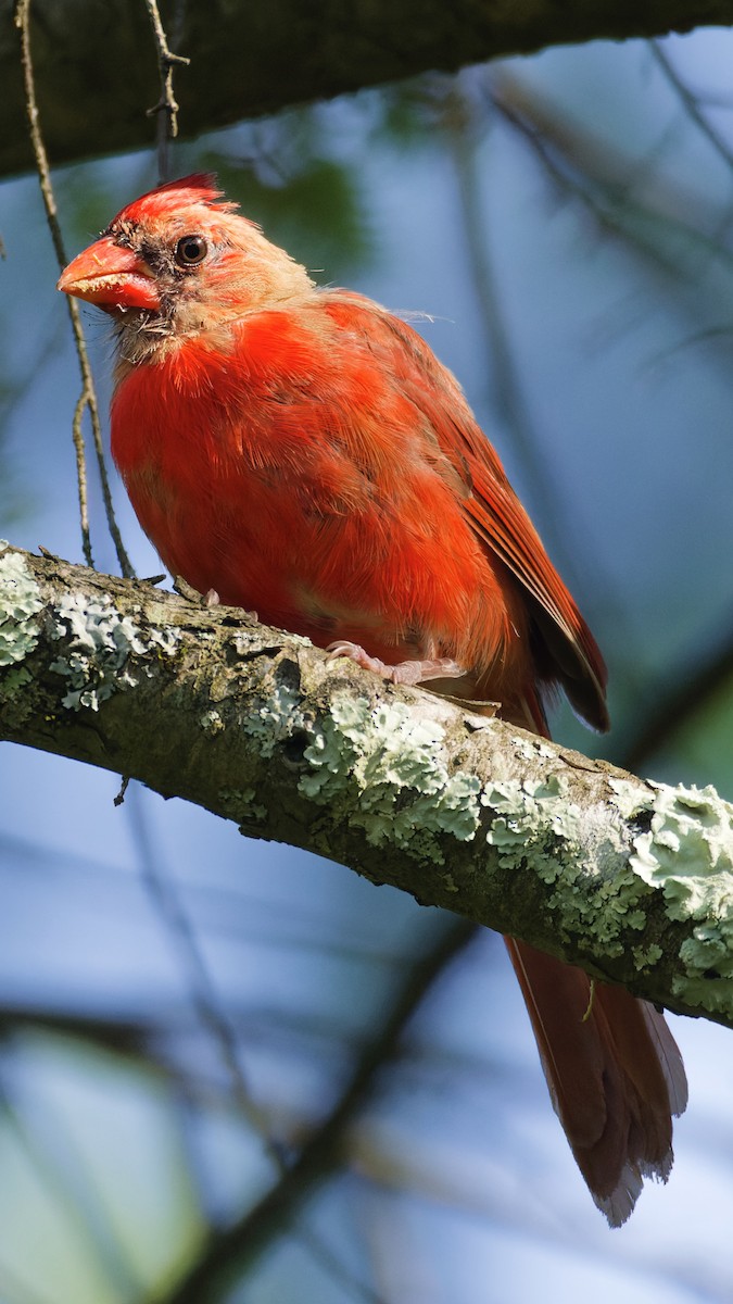 Northern Cardinal - ML623712724
