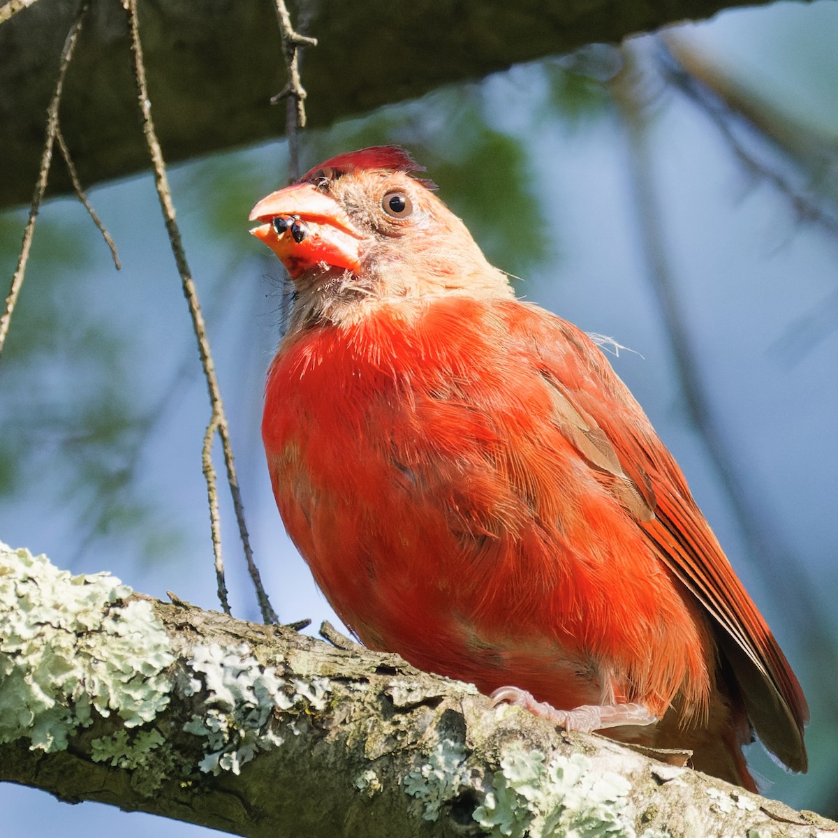 Northern Cardinal - ML623712725