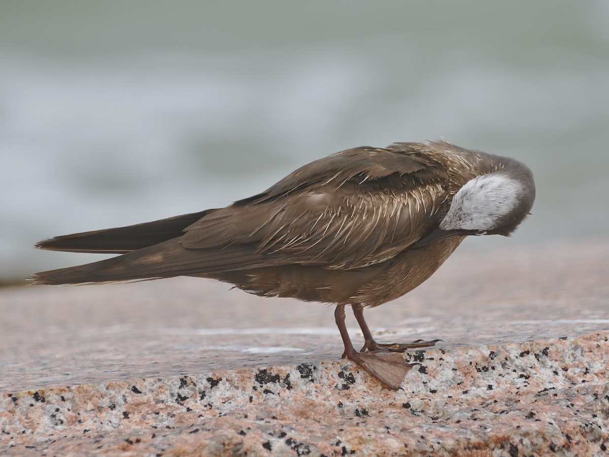 Black Noddy - ML623712868