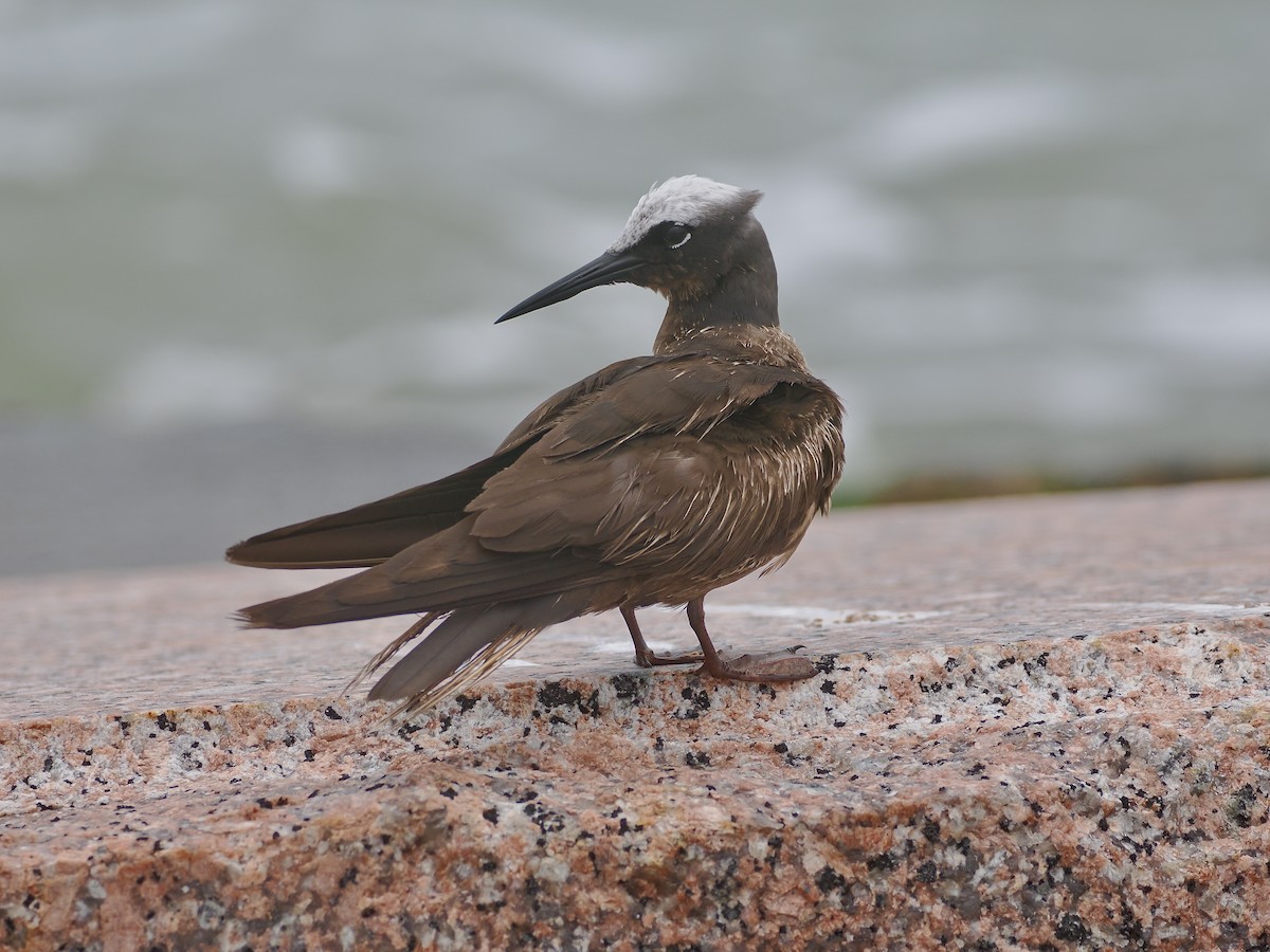 Black Noddy - ML623712884