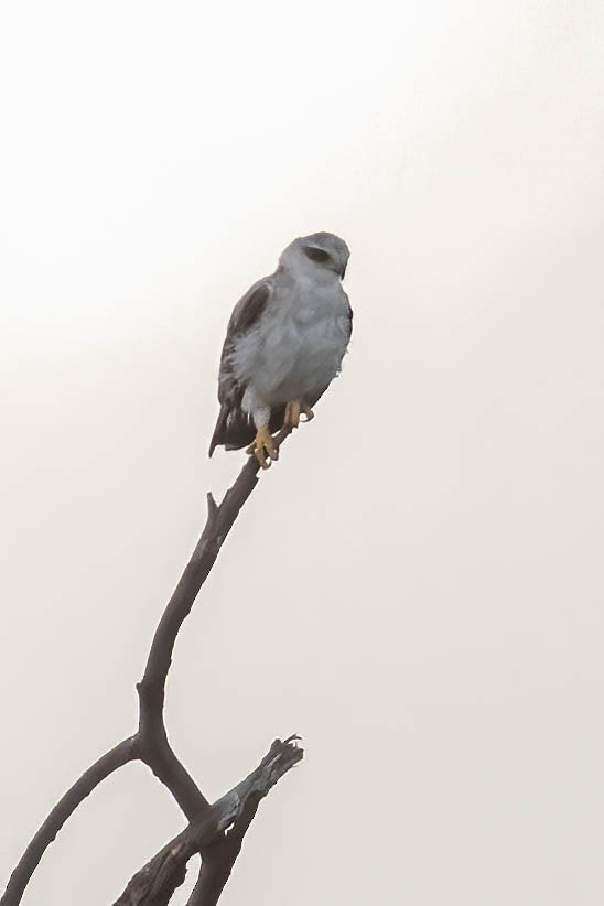 Martial Eagle - ML623712889