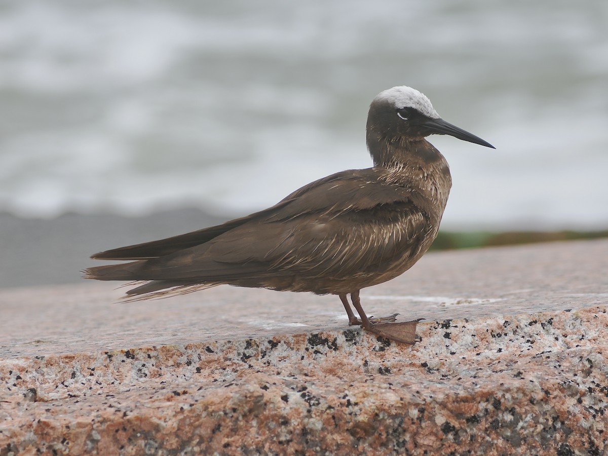 Black Noddy - ML623712890