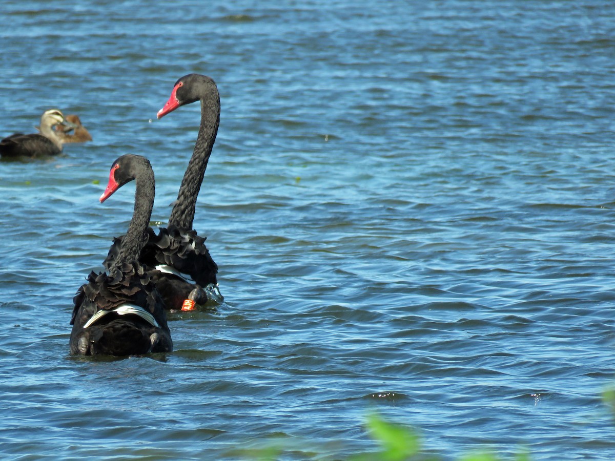 Black Swan - ML623712973