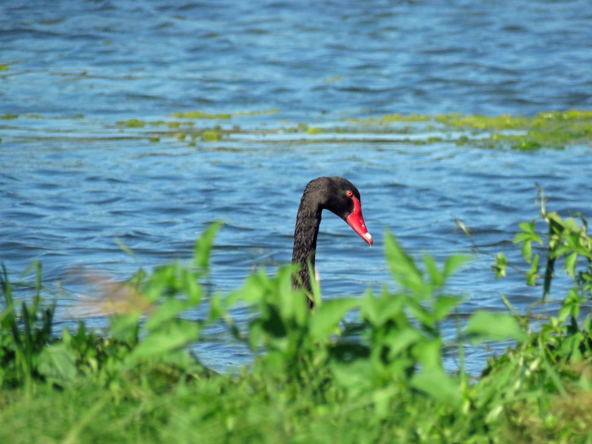 Black Swan - ML623712974