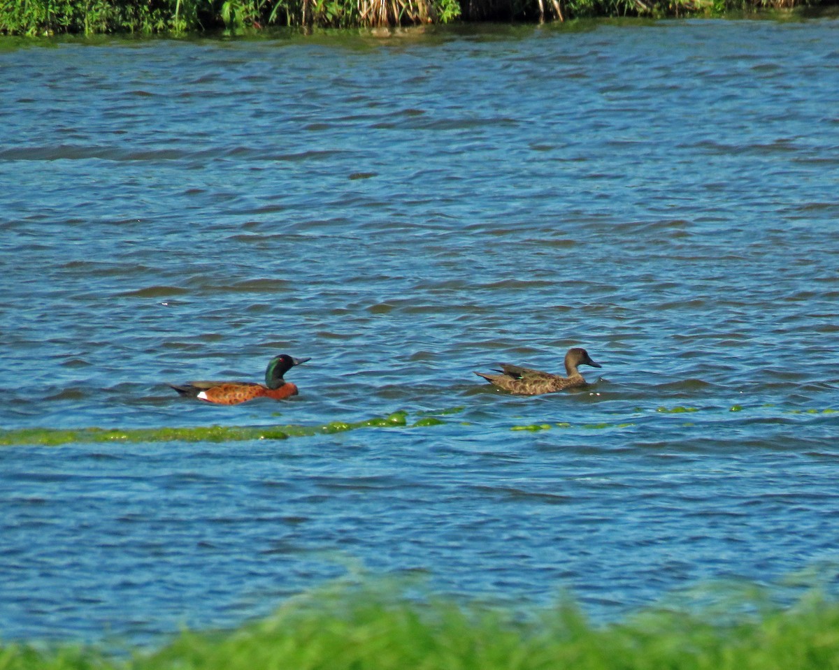 Chestnut Teal - ML623712982