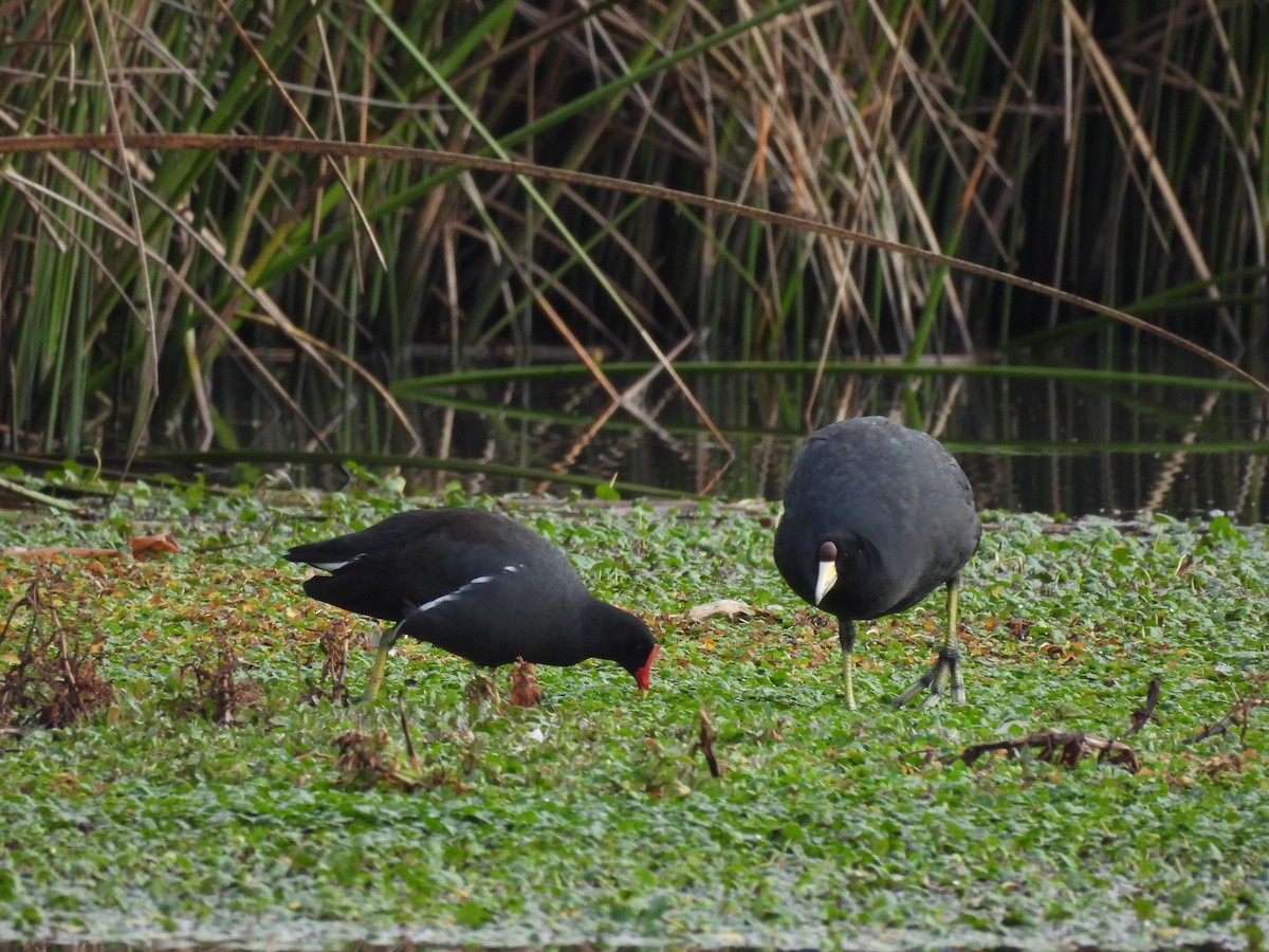 Slate-colored Coot - ML623712989