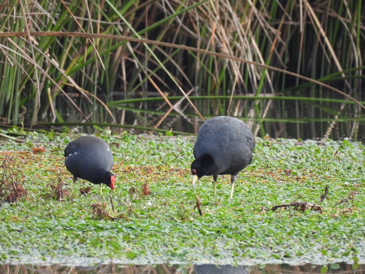 Slate-colored Coot - ML623712990