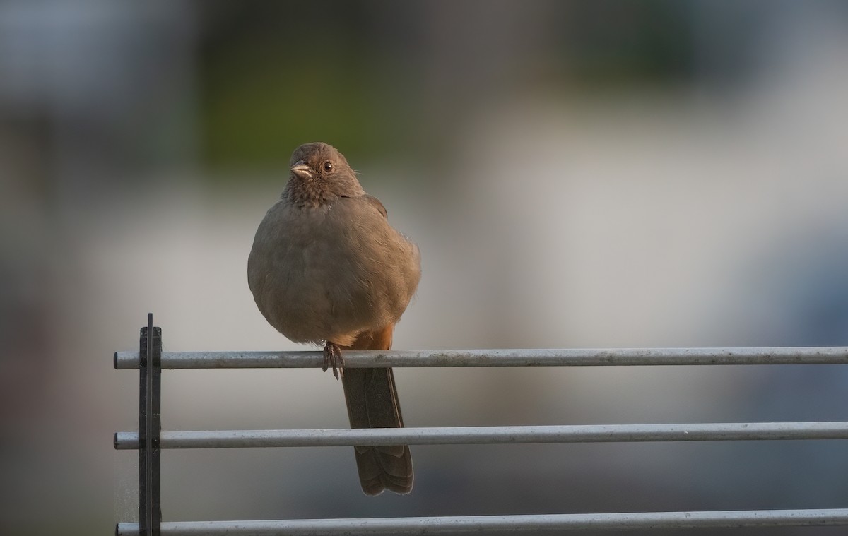 California Towhee - ML623712992