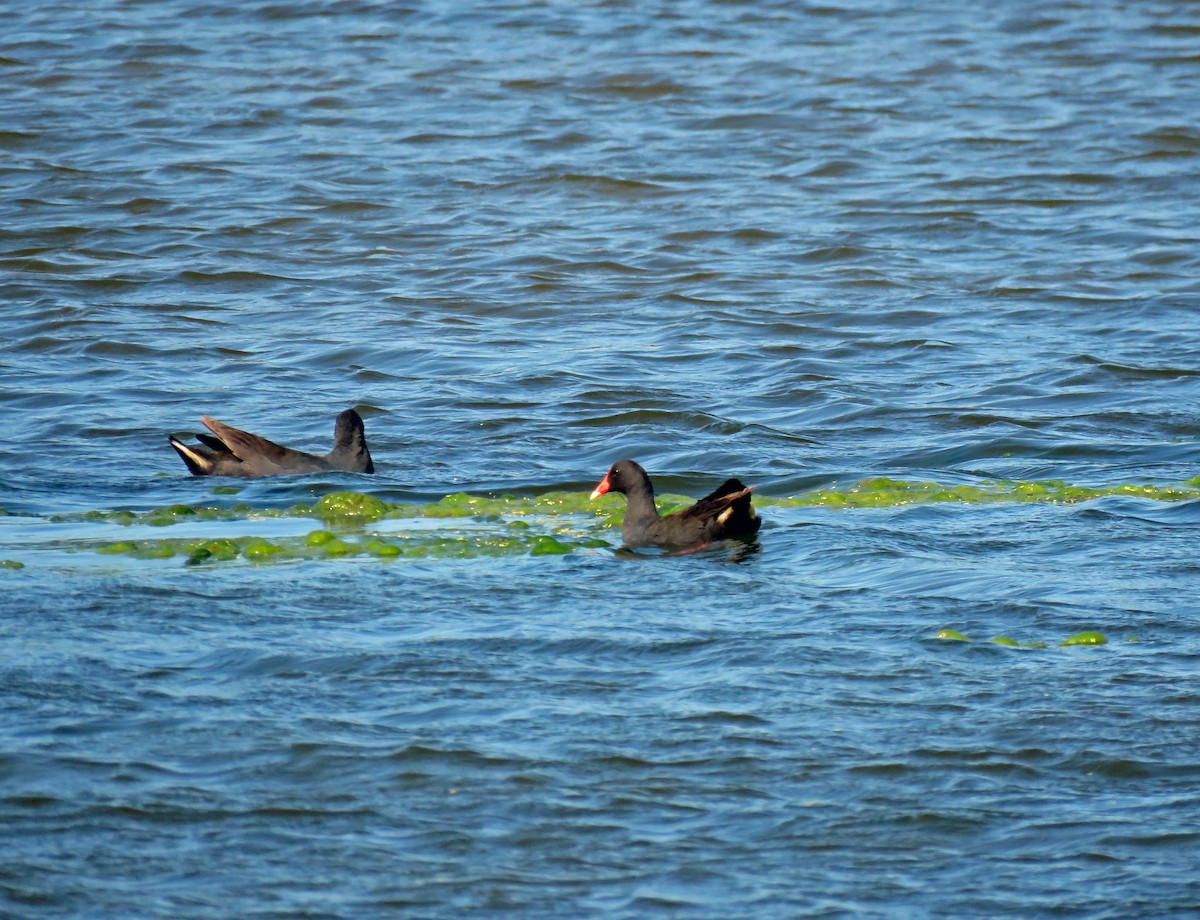 Dusky Moorhen - ML623713001