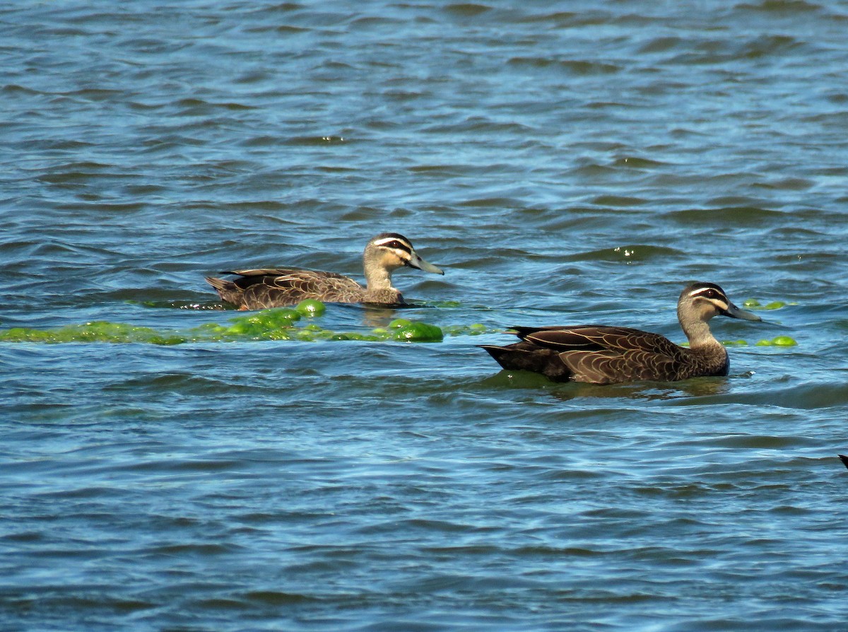 Pacific Black Duck - ML623713033