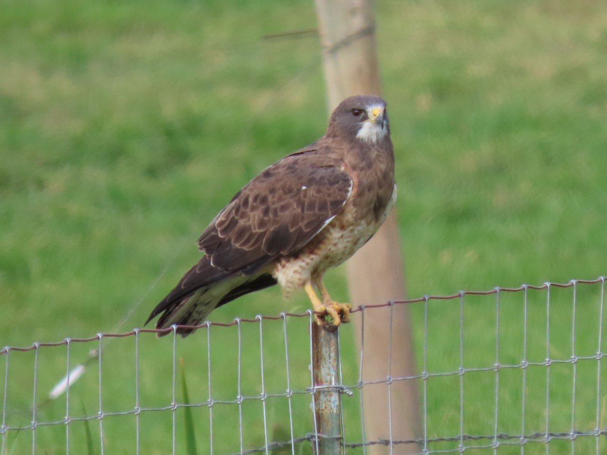 Swainson's Hawk - Bruce Toews