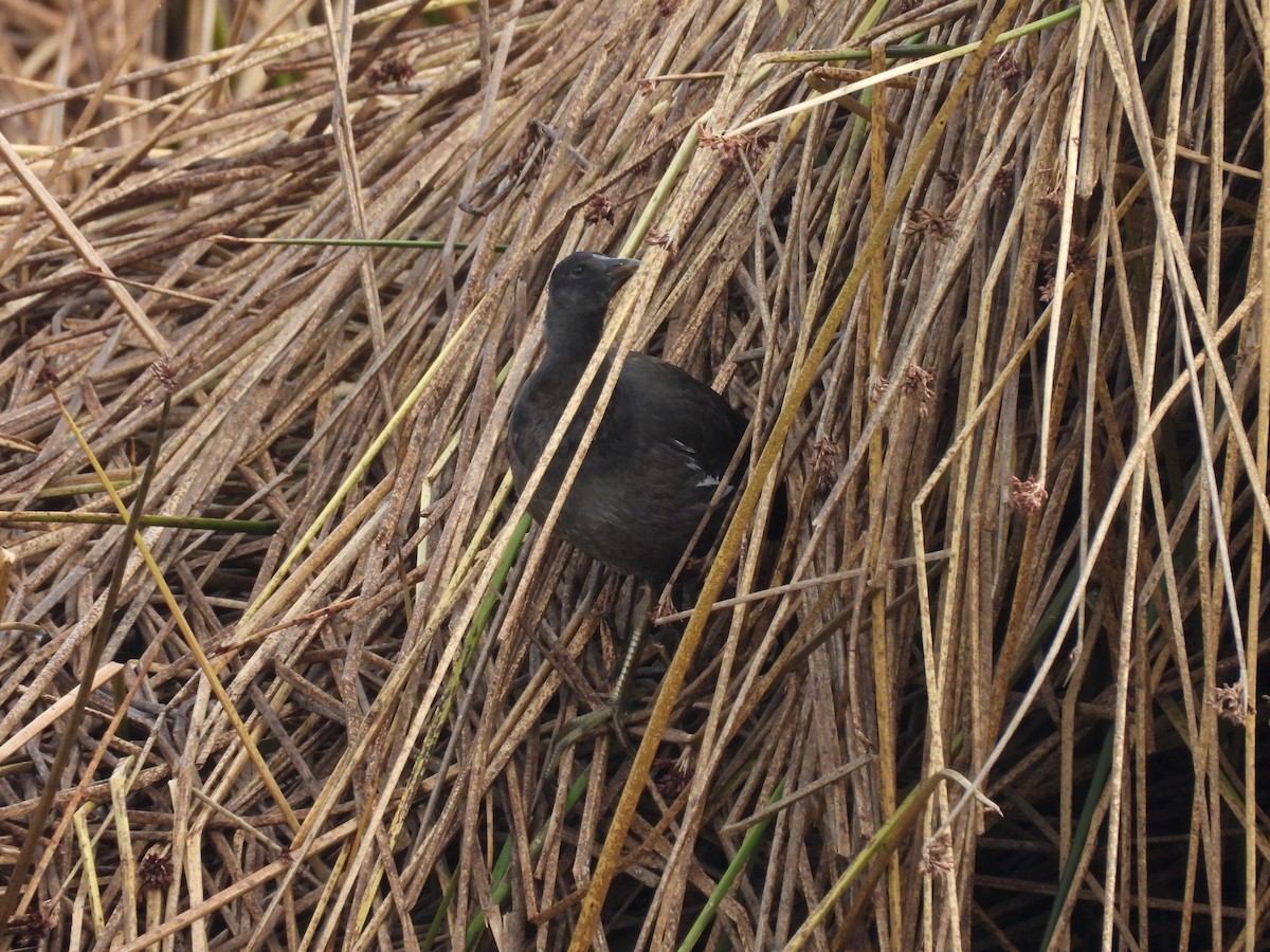 Slate-colored Coot - ML623713045