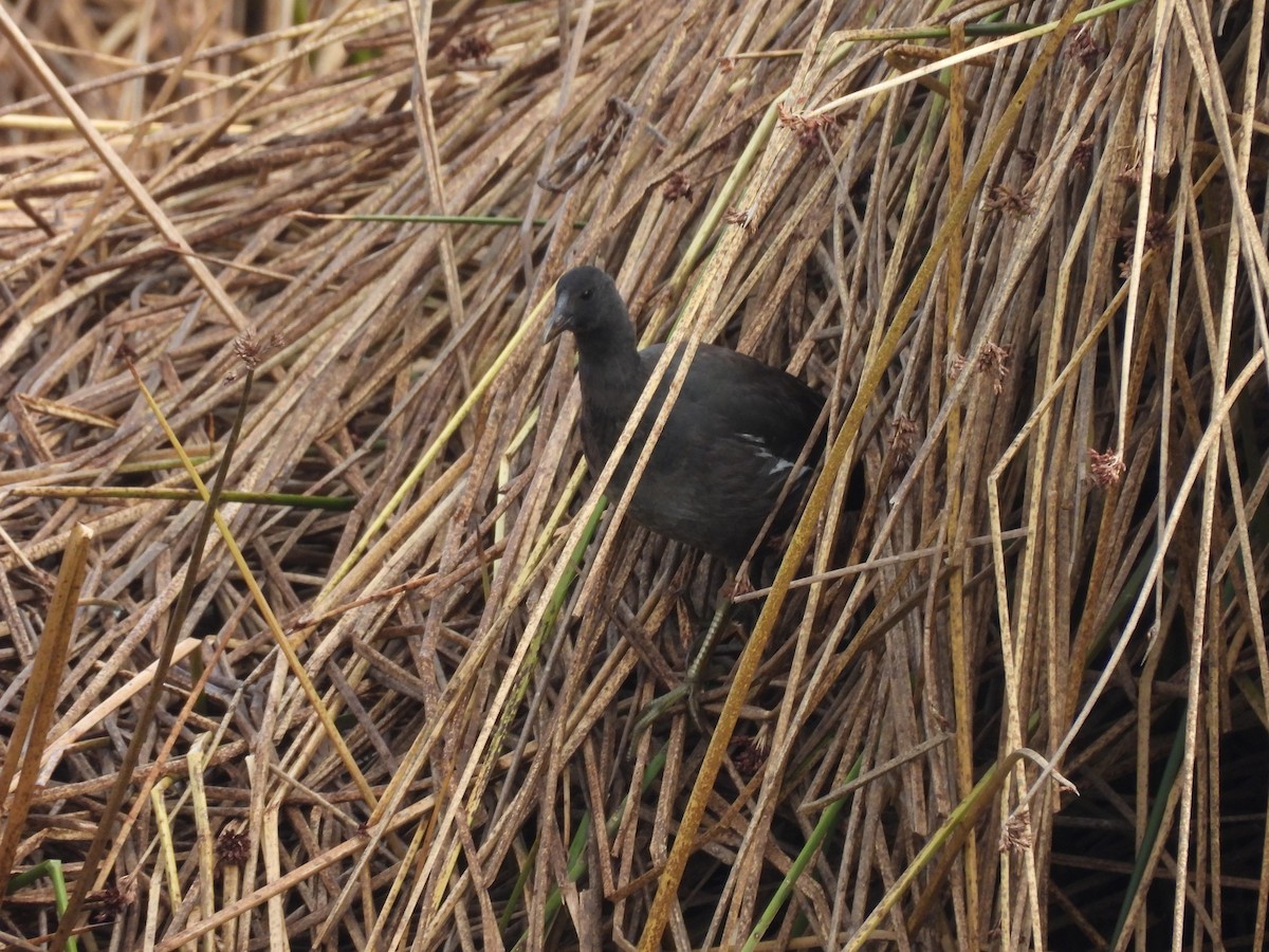 Slate-colored Coot - ML623713046