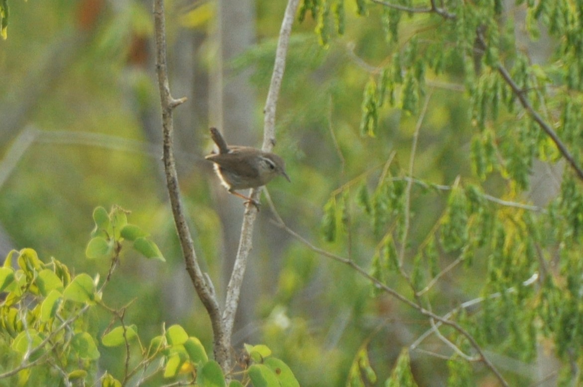 White-bellied Wren - ML623713047